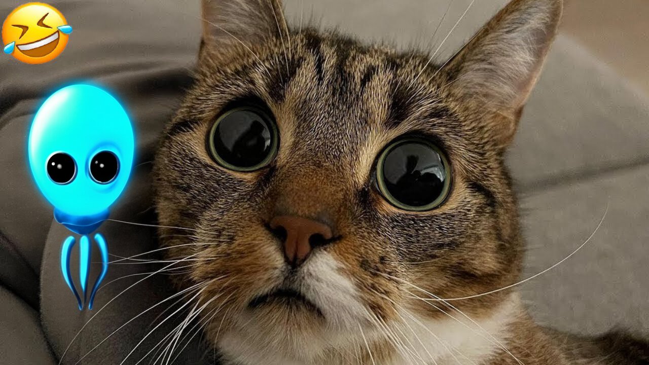 2024's Funniest UFO Cat and Dog Videos: Prepare to Laugh Out Loud!