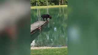 Intelligent Dog Hates Water But Loves His Tennis Ball