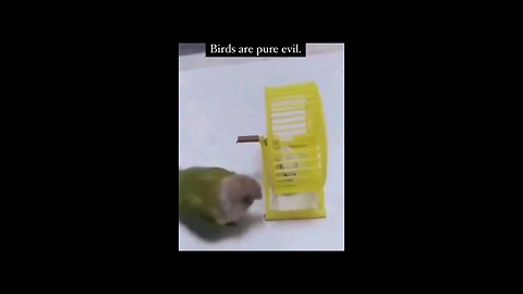 when you bird try to make you hamster lose weight #birds #hamster #funny