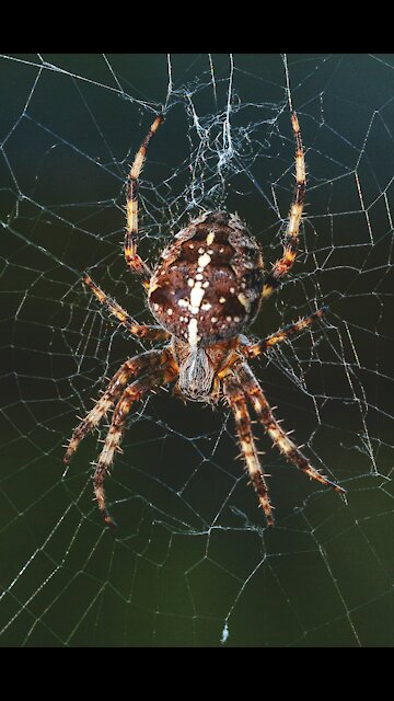 Black & white Tarantula