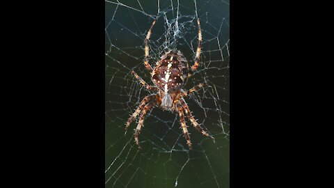 Black & white Tarantula