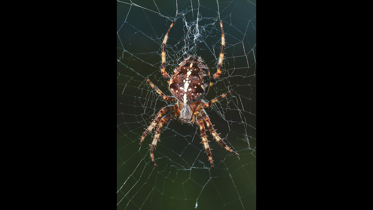 Black & white Tarantula