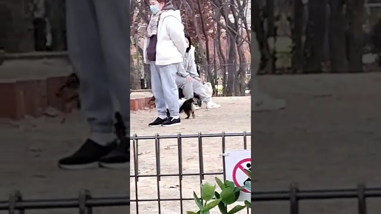 Dog Park #shorts #shortsfeed #animals
