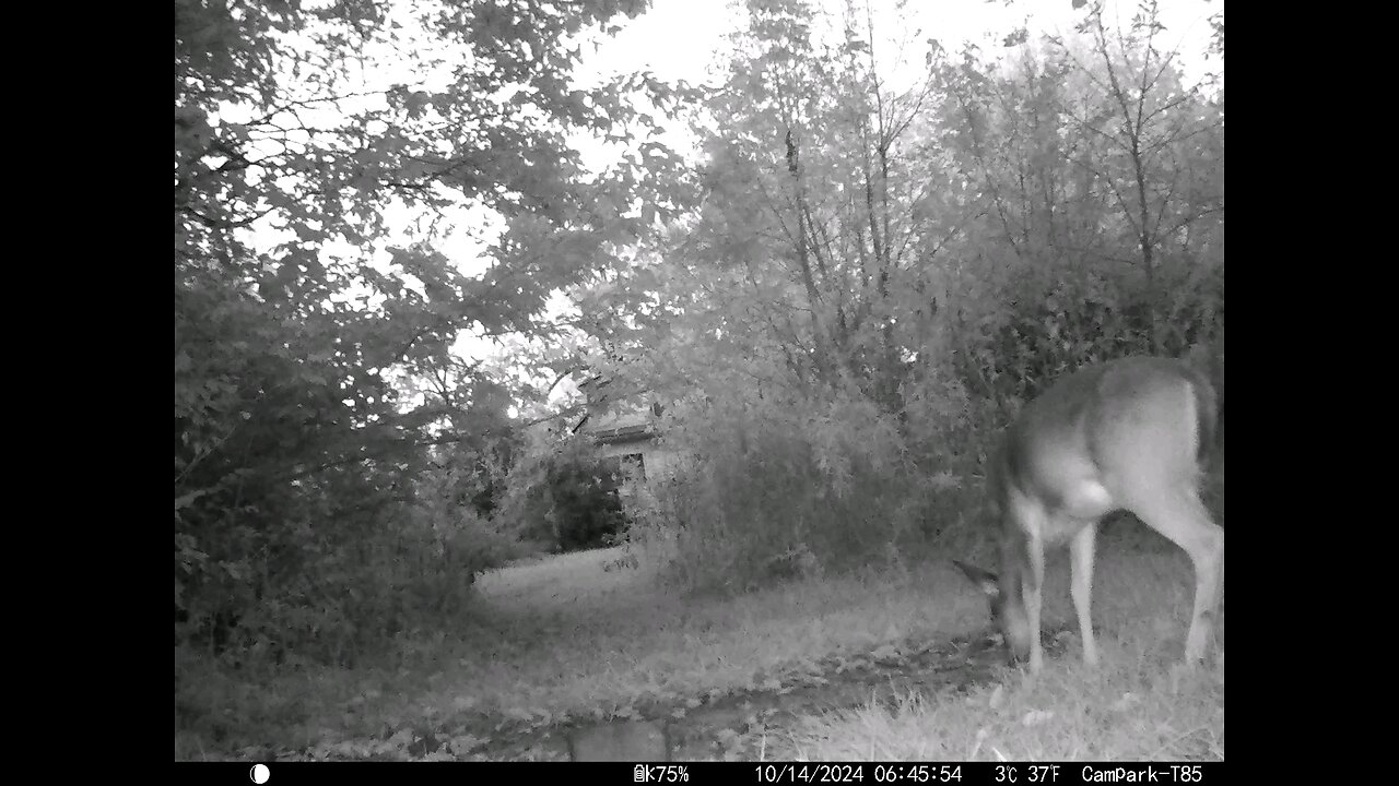 Deer 10-14-2024
