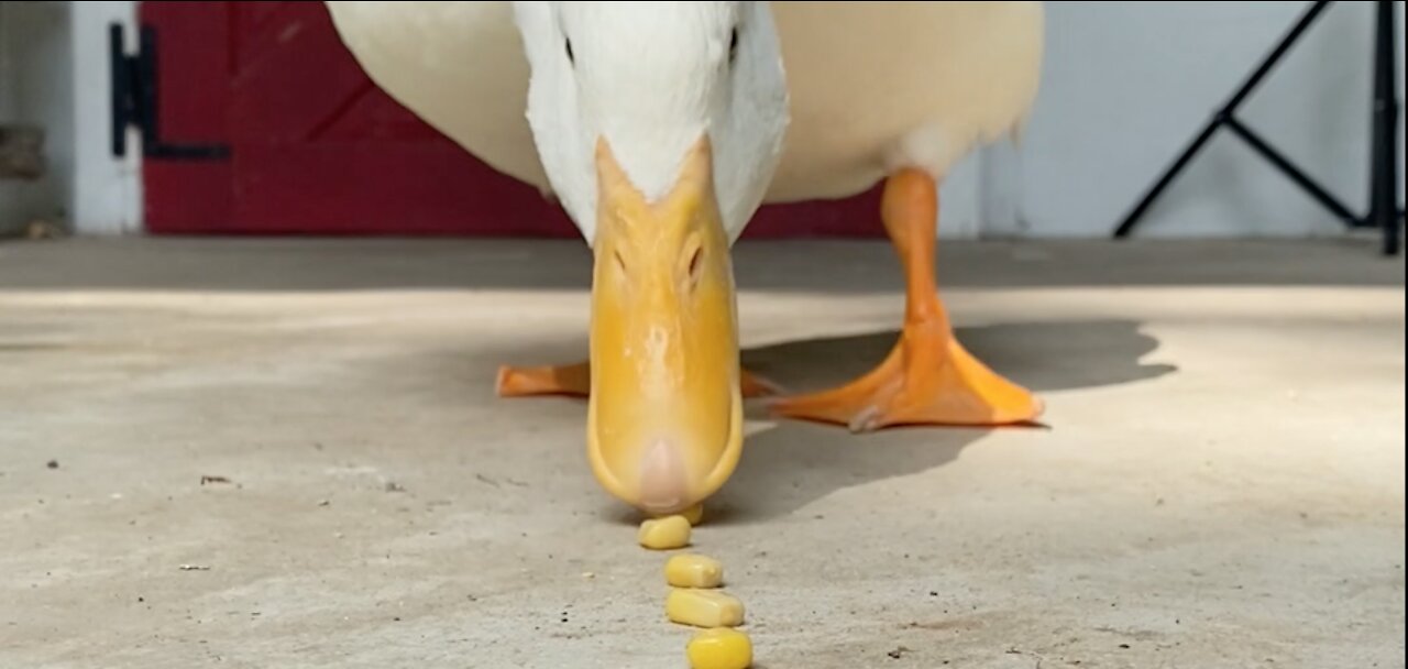 Smart duck eats corn