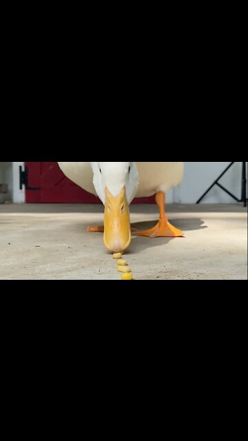 Smart duck eats corn