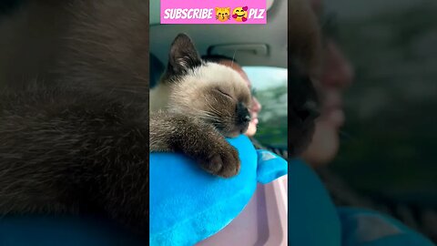 So Cute Cat! sleep in Car || #shortsfeed #cat #youtubepets