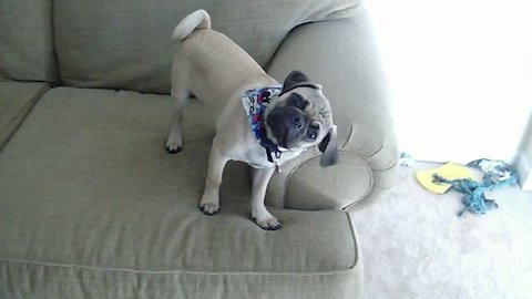 Cute Pug Head Tilts