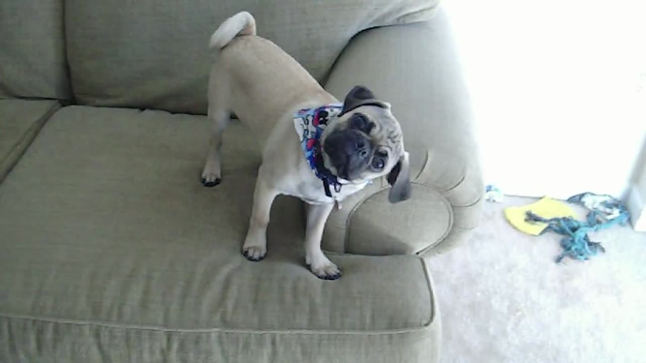 Cute Pug Head Tilts