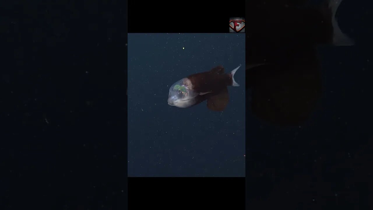 The Barreleye Fish Facts #shorts #animals #interestingfacts