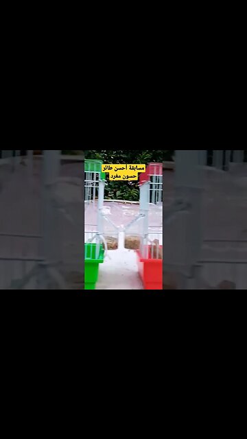 مسابقة أحسن طائر حسون مغرد