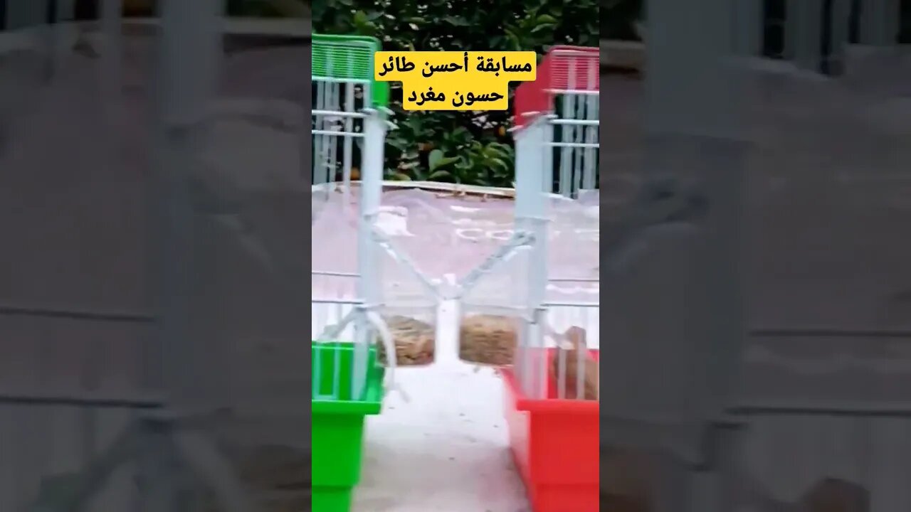 مسابقة أحسن طائر حسون مغرد