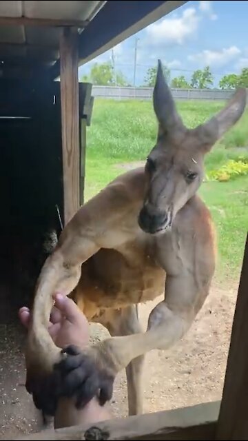 Everything bigger in Texas