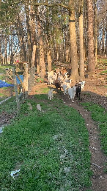 Calling the goats