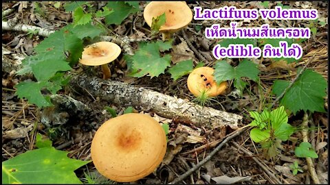 How to identify edible milk cap mushroom, lactifuus volemus