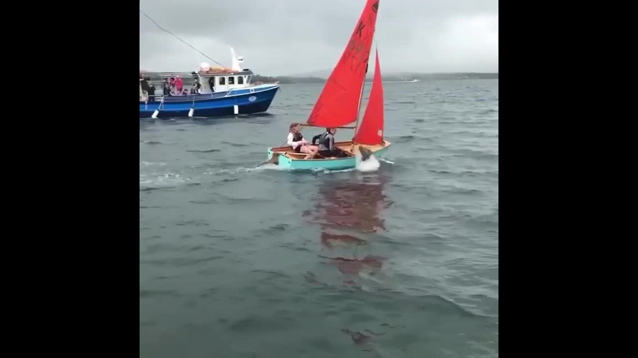 Local dolphin becomes famous for swimming with tourists