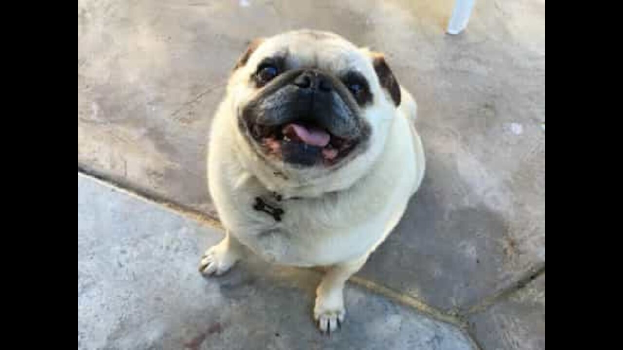 Pug “grita” entusiasmado com a chegada do dono