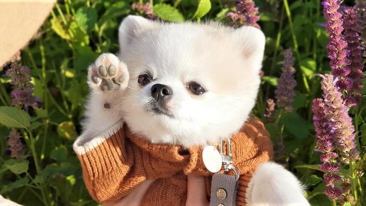 Very Windy Day Causes Pomeranian To Air Swim