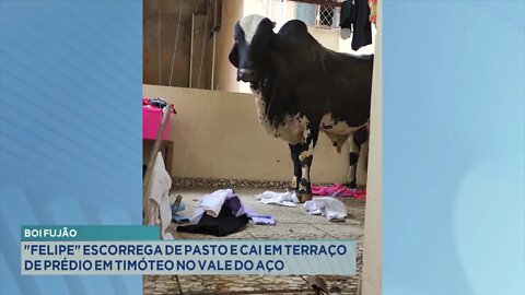 Boi Fujão: Felipe escorrega de Pasto e cai em Terraço de Prédio em Timóteo no Vale do Aço.