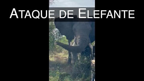 Ataque de Elefante