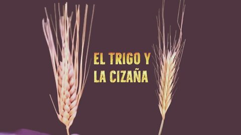 Parábola del trigo y la cizaña