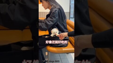 WHY.ARE.YOU.SO.CUTE??? #Puppy #Dogs #Shorts #Puppyvideo #Shortvideo #dog #doglover #cutedog #puppylo