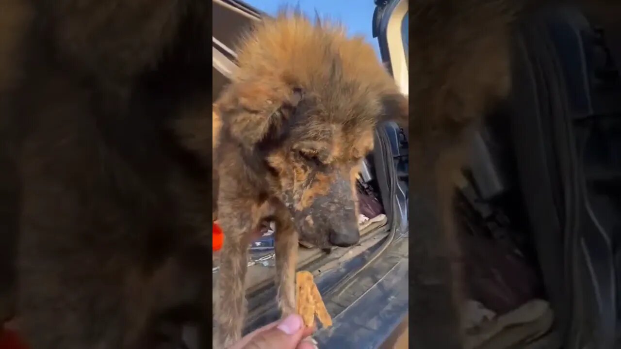 Watch this heartwarming transformation 🐕❤️