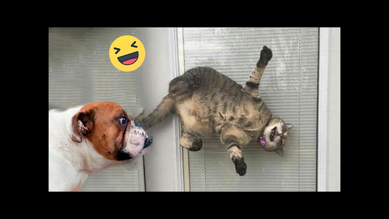 Funniest Cats And Dogs Videos 😁 - Best Funny Animal Videos 2023 🥰