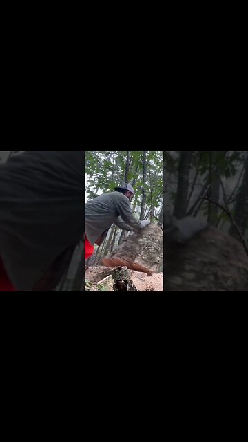 Stump tossing # wind damage # hurricane lee # New England storm #maine hurricane #stump