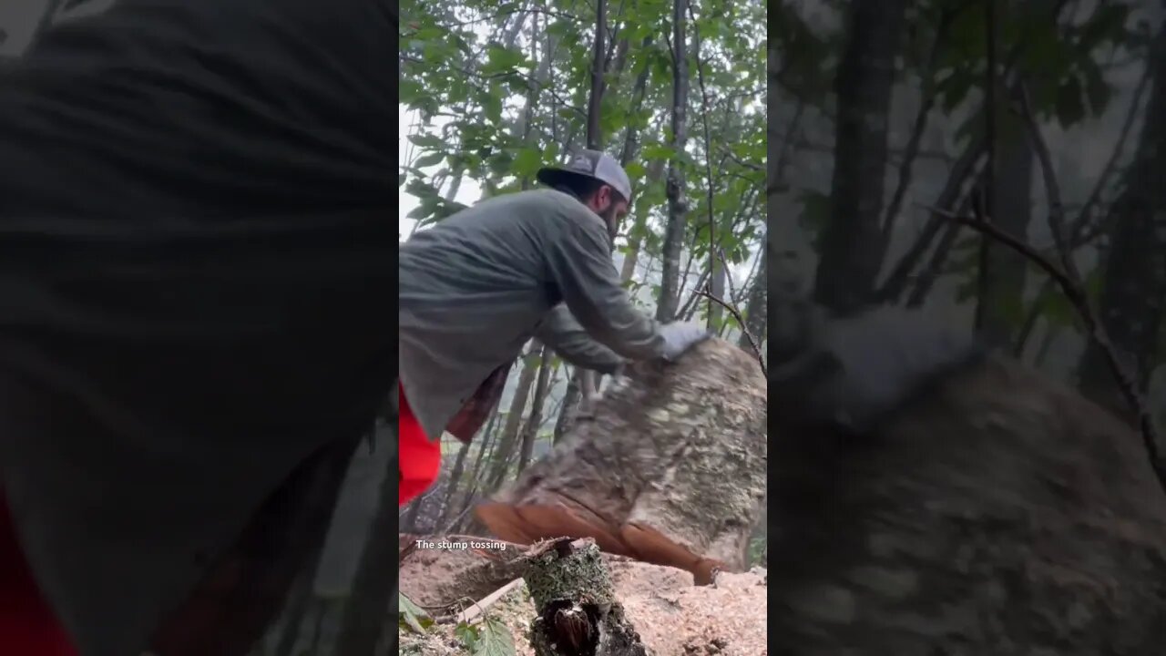 Stump tossing # wind damage # hurricane lee # New England storm #maine hurricane #stump