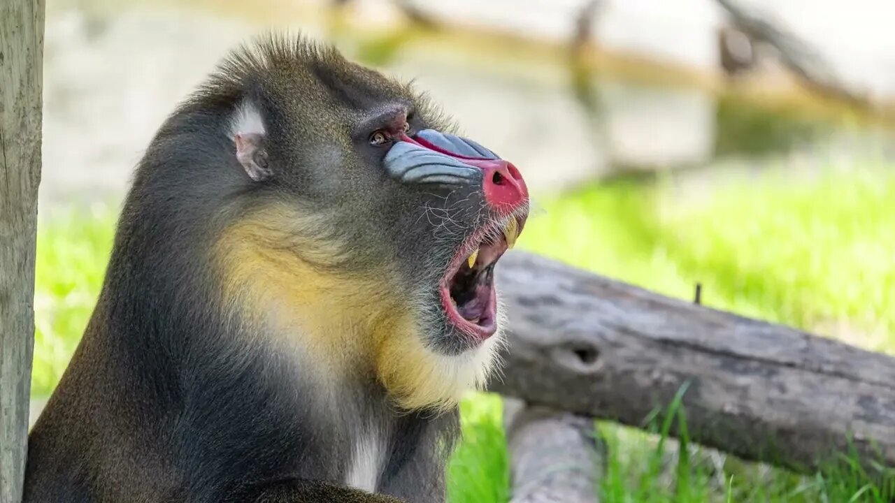 Mandrill Yawn, Sony A1/Sony Alpha1, 8k