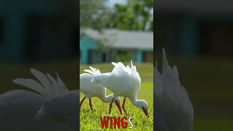 🐧 #WINGS - Graceful Grazers: White Ibis Flock's Peaceful Feeding on the Verdant Lawn 🐦