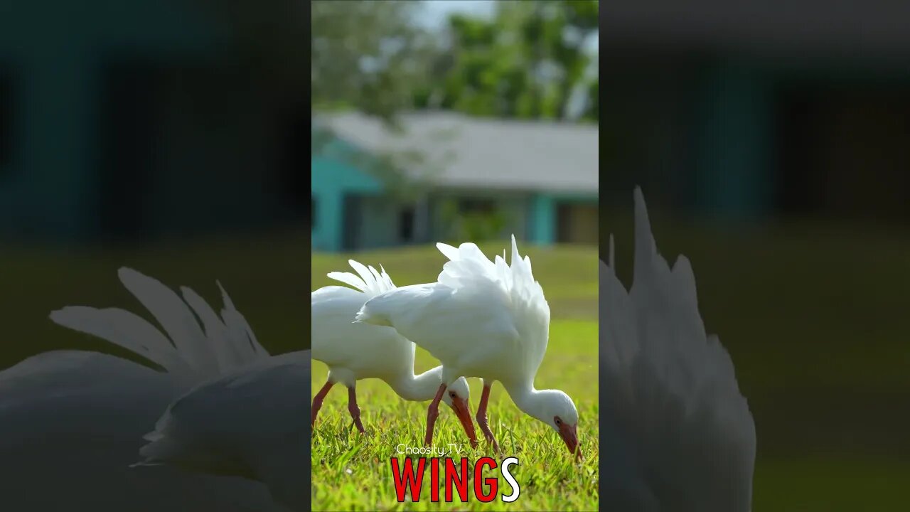 🐧 #WINGS - Graceful Grazers: White Ibis Flock's Peaceful Feeding on the Verdant Lawn 🐦