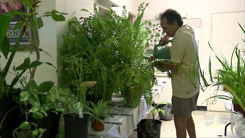 Clearwater Garden Club sells plants virtually to raise money