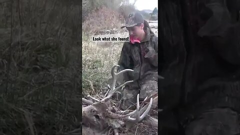 Look what she found! #sheds #deadhead #winterkill #deer #deerhunting #hunting #shortsvideo #buckdeer