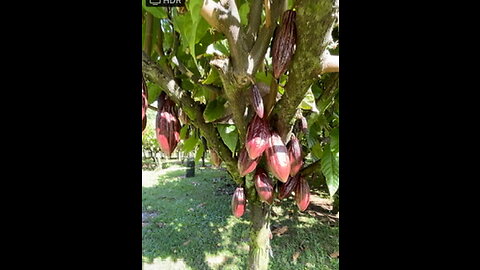 29-2089 OLD MAMALAHOA HIGHWAY - CACAO CROP WALK THRU