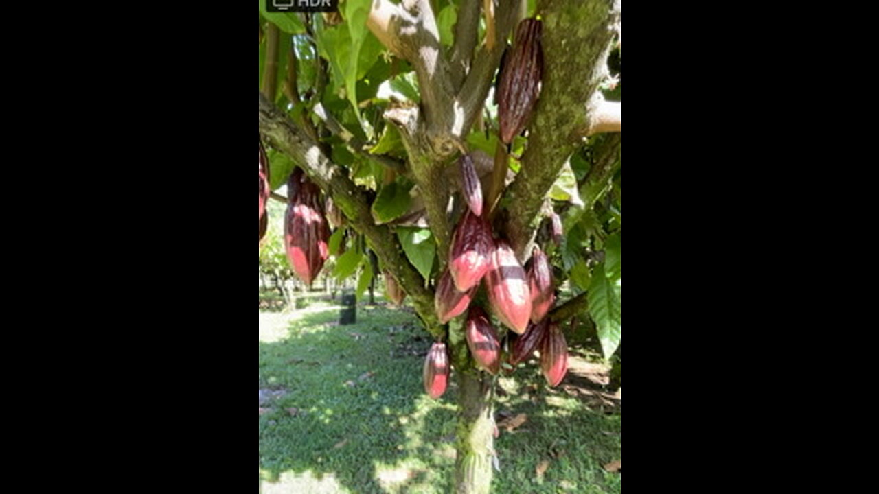 29-2089 OLD MAMALAHOA HIGHWAY - CACAO CROP WALK THRU