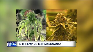 Hemp is legal in Ohio, and marijuana is illegal, but law enforcement can't tell the difference by sight which prevents some charges from being filed