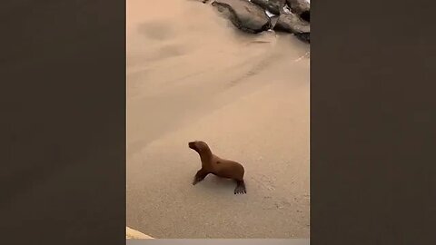 Had become separated from his mother and the baby sea lions can have more