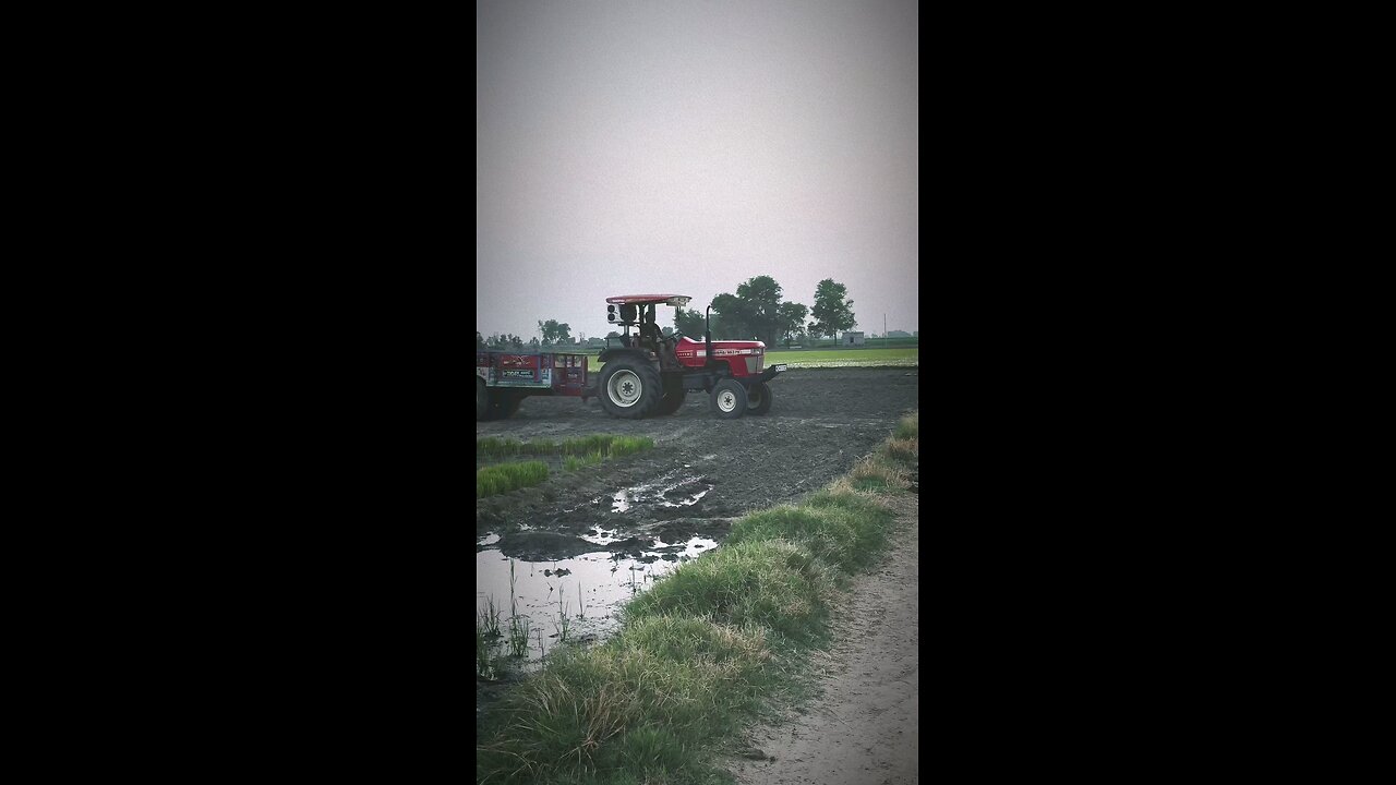 🌾