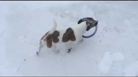 Dog buried in snow determined to get to his toy