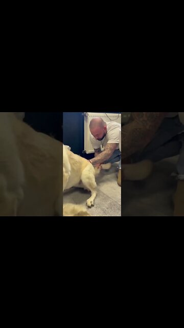 Dog Chiropractor Adjust The Sacrum and Pelvis Bone To the Dog