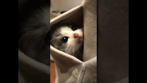 funny animal videos new #shorts