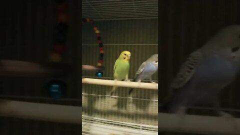 Budgies Too Cute! 💖 #budgies #shorts #youtubeshorts #animallover #parakeets