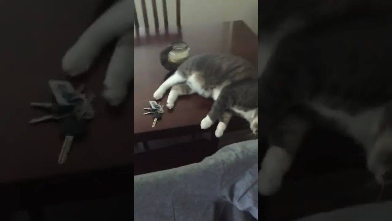 Cat hates when carer leaves so, she guards the keys!