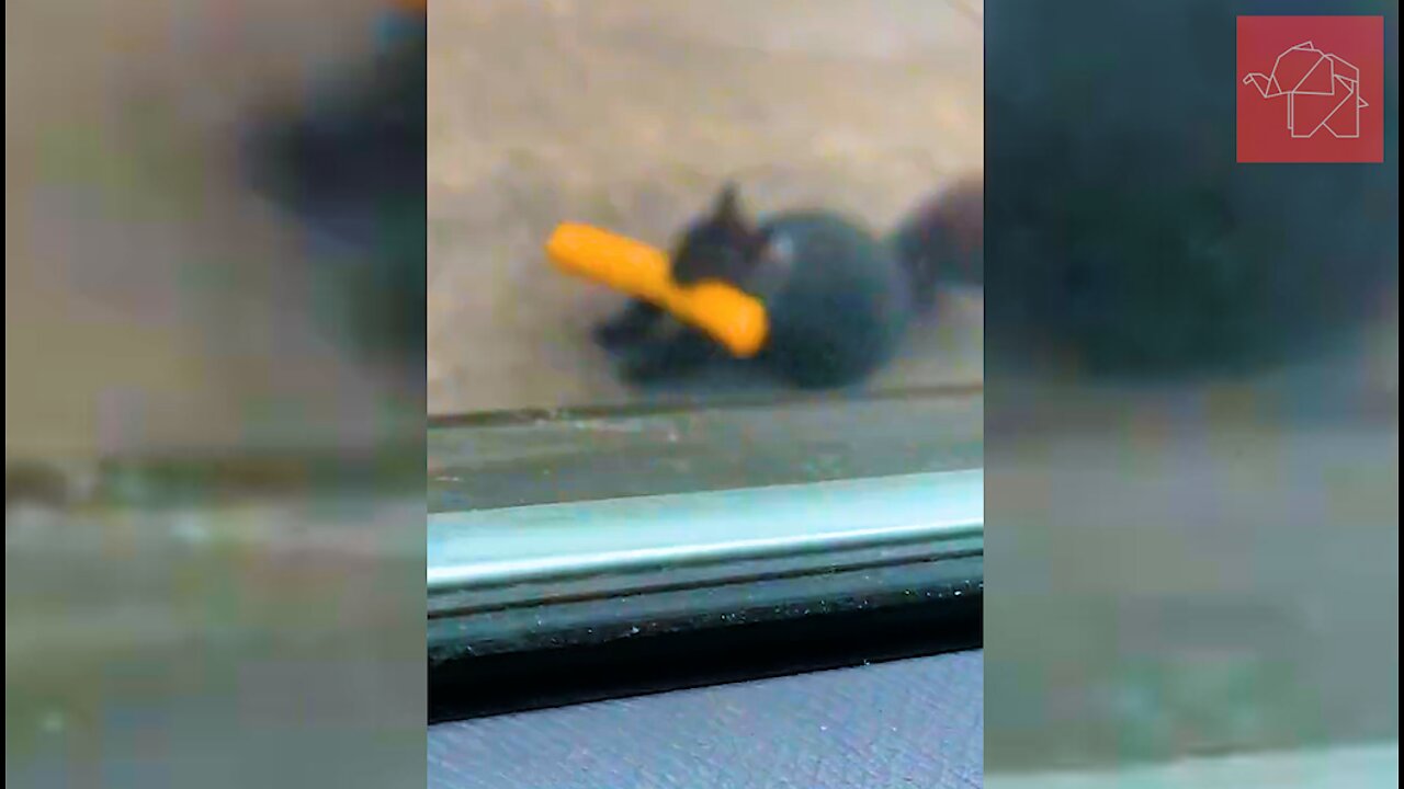 CRAZY Squirrel In Toronto Stealing Taquito from 7-11