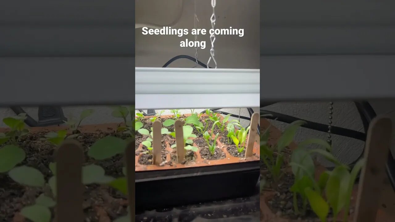 Seedlings looking good #atnoahshouse #ytpcpipecommunity #nvt #seedlings #brassicas #garden2023 #rush