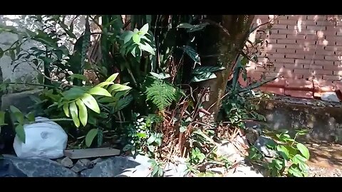 #dogshow , #animals , #dogs