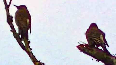 IECV NV #194 - 👀 Two Northern Flickers One Grooming It's Self In A Maple Tree 2-17-2016