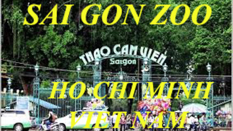 Watch the elephants in Saigonzoo